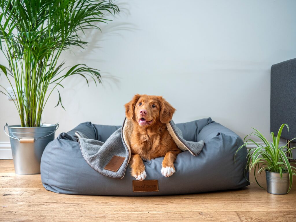 Dog sitting on its bed 