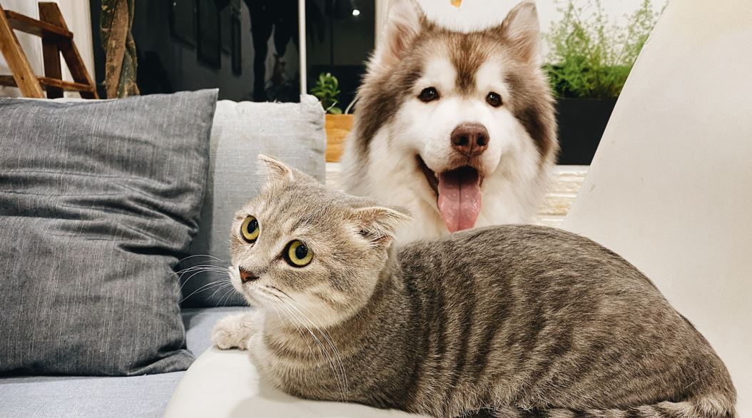 Four Tips to Make Your Home More Pet Friendly