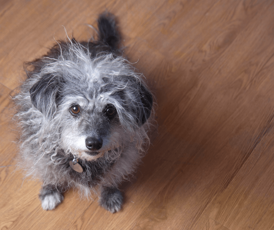 The Best Flooring For Furry Family Members
