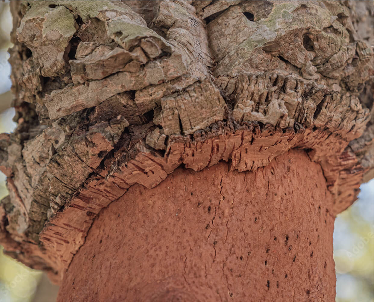 Close-up of a cork oak tree trunk showing rough, textured bark at the top and smoother, reddish-brown bark below, where cork—valued for the durabilité des planchers—has been harvested.